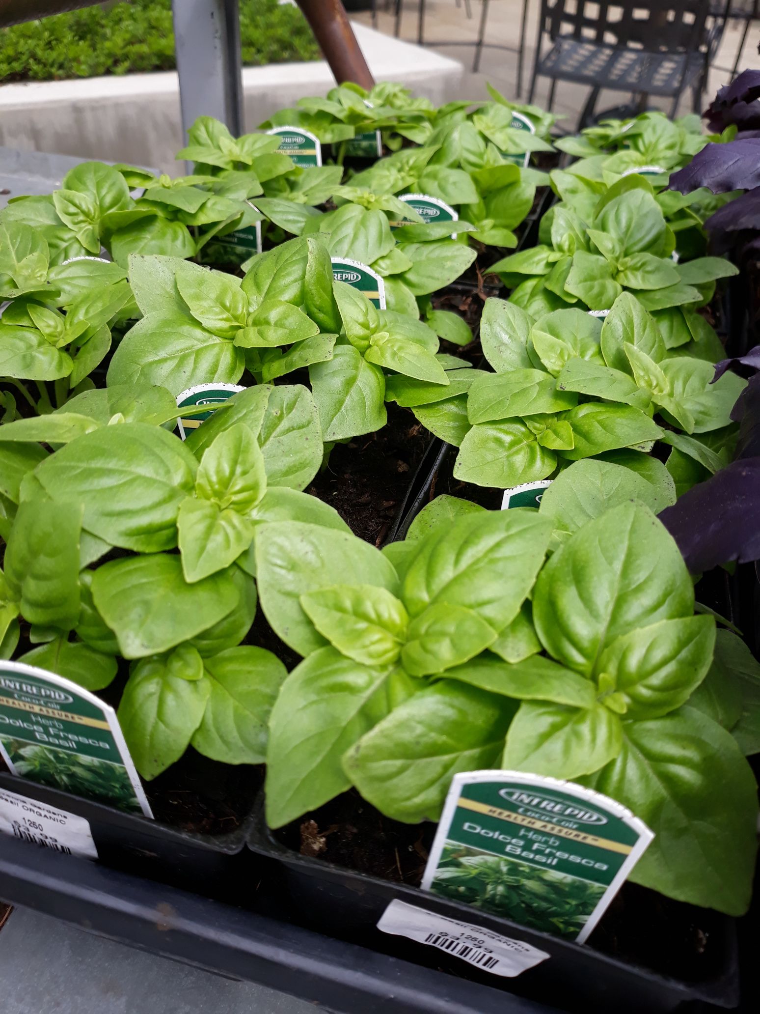 Basil Sweet 3 5
