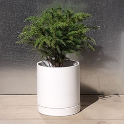  4” Norfolk Pine  