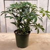 4” Schefflera arboricola 