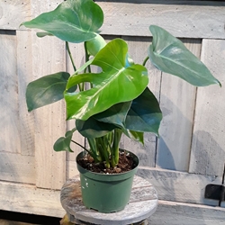 6” Philodendron - Monstera 