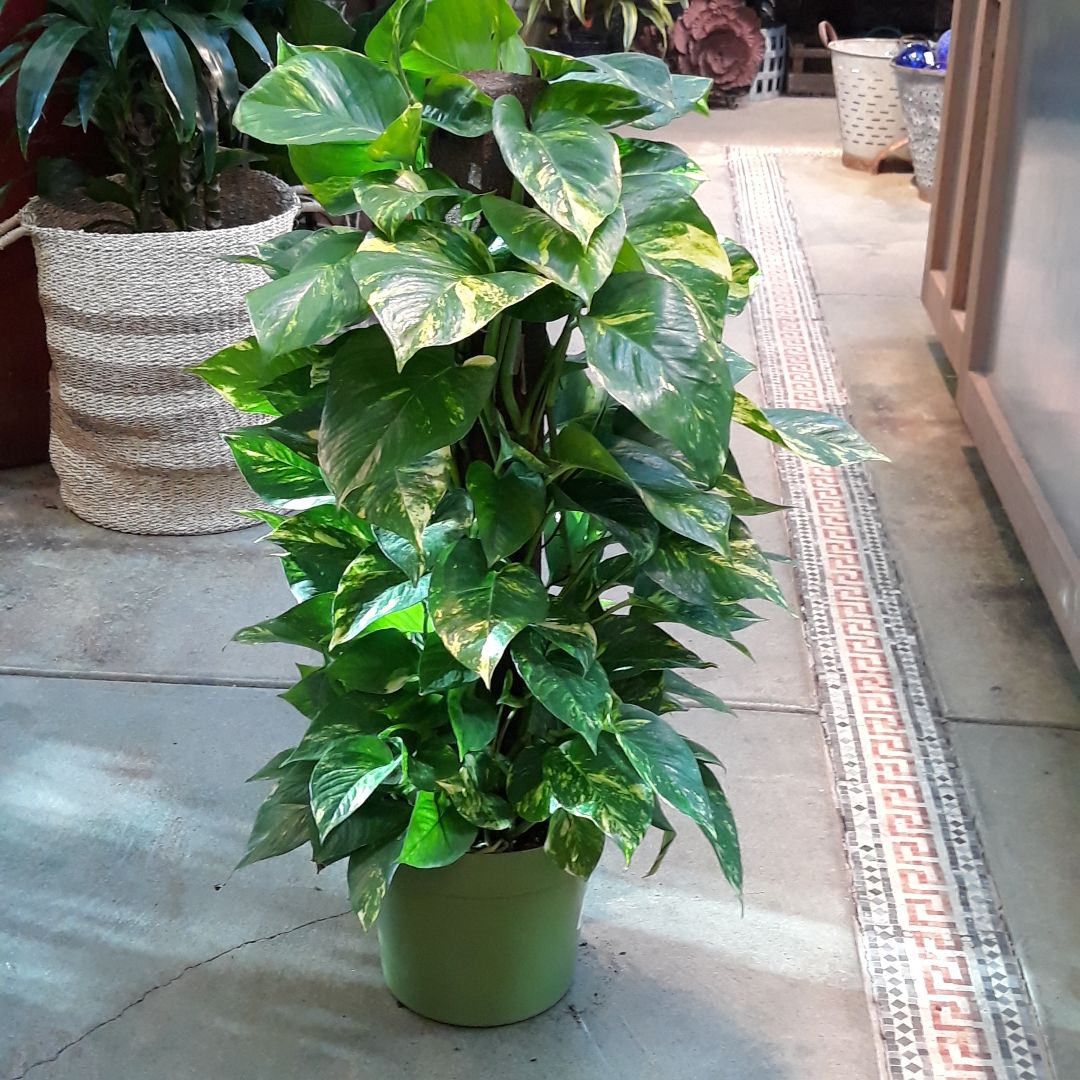  8” Pothos Pole 112617