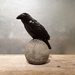 Blackbird on Sphere - 623029