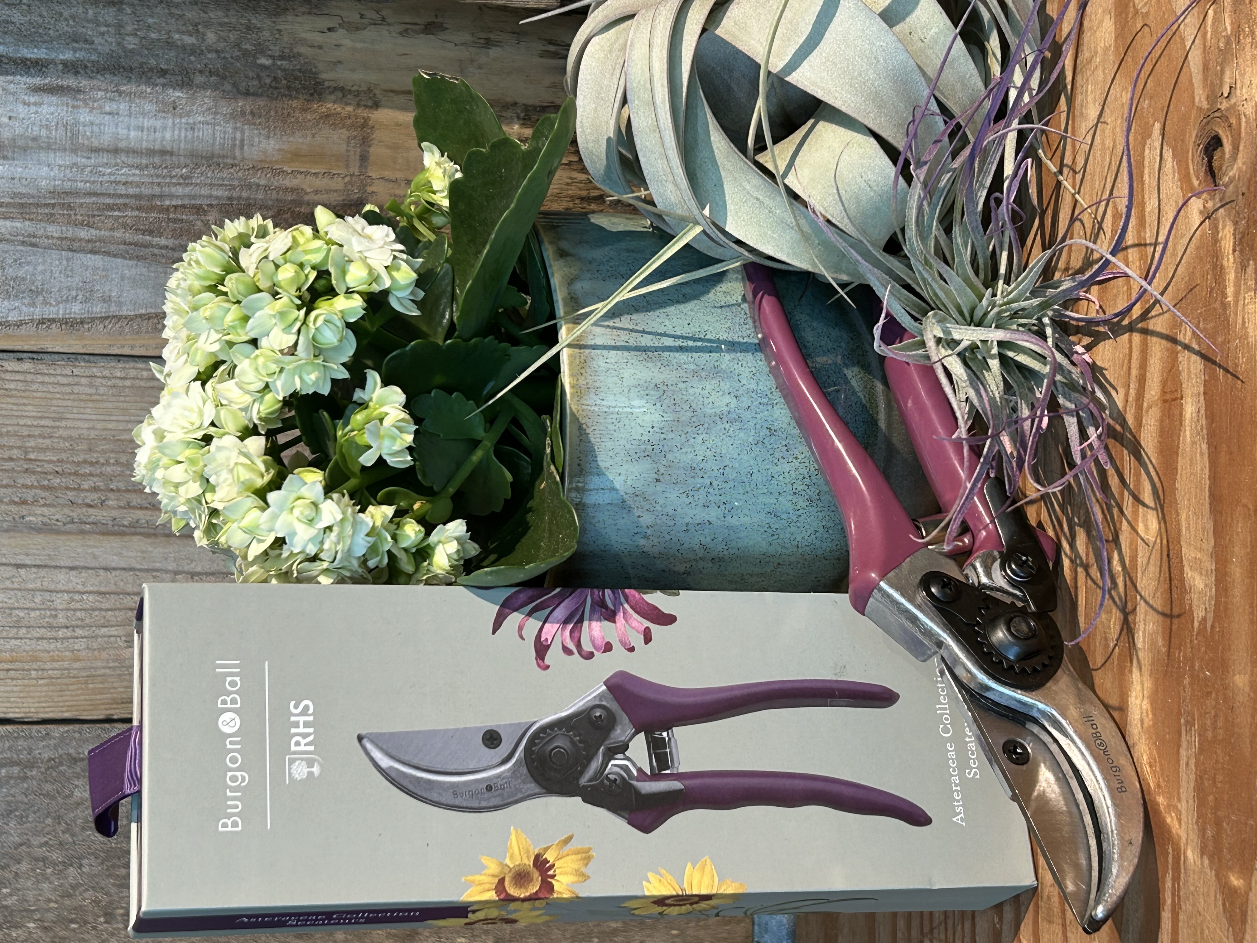 Asteraceae Pruners 