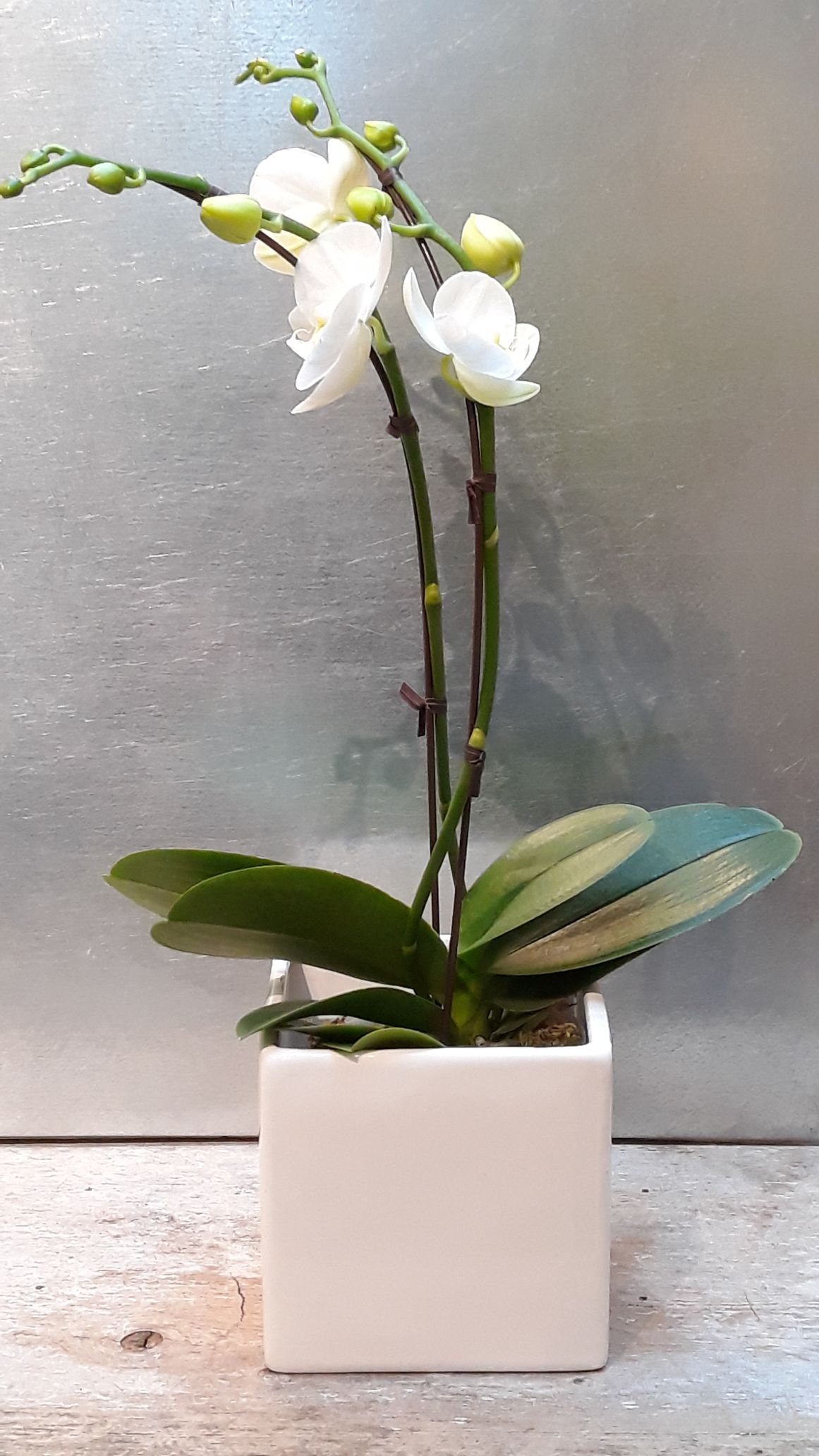 6" Phalaenopsis Orchid - White 