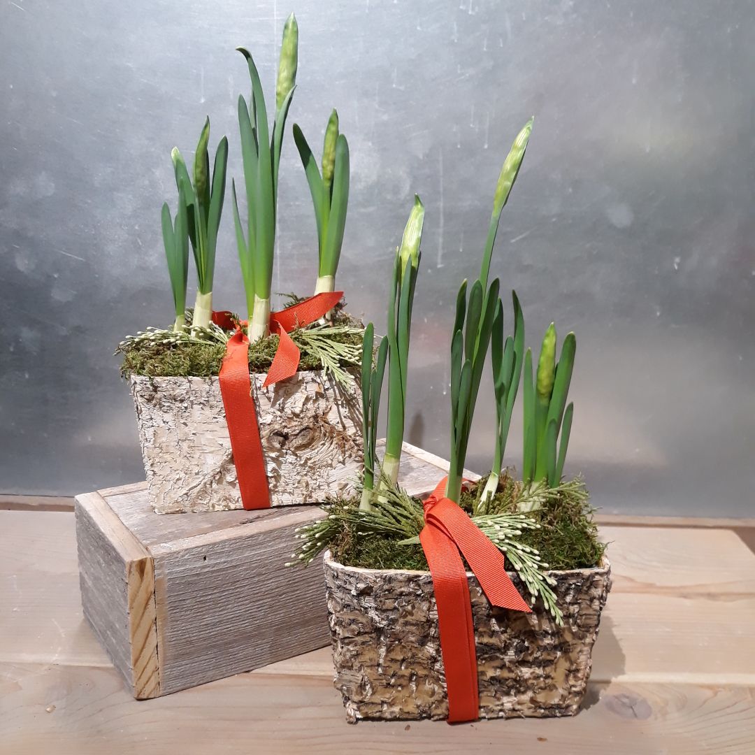 Planted Paperwhites In Birch