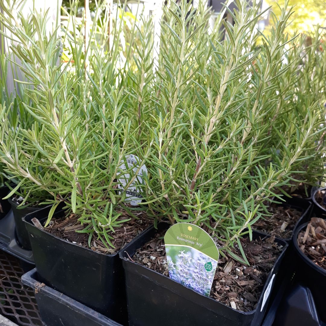 Rosemary, Upright - 1 gallon #