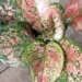 4" Aglaonema pink - 1120531