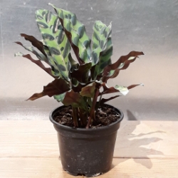 4” Calathea lancifolia 