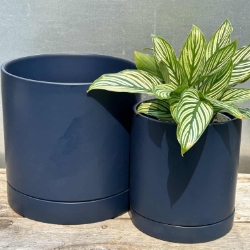 4” Calathea Vittata 
