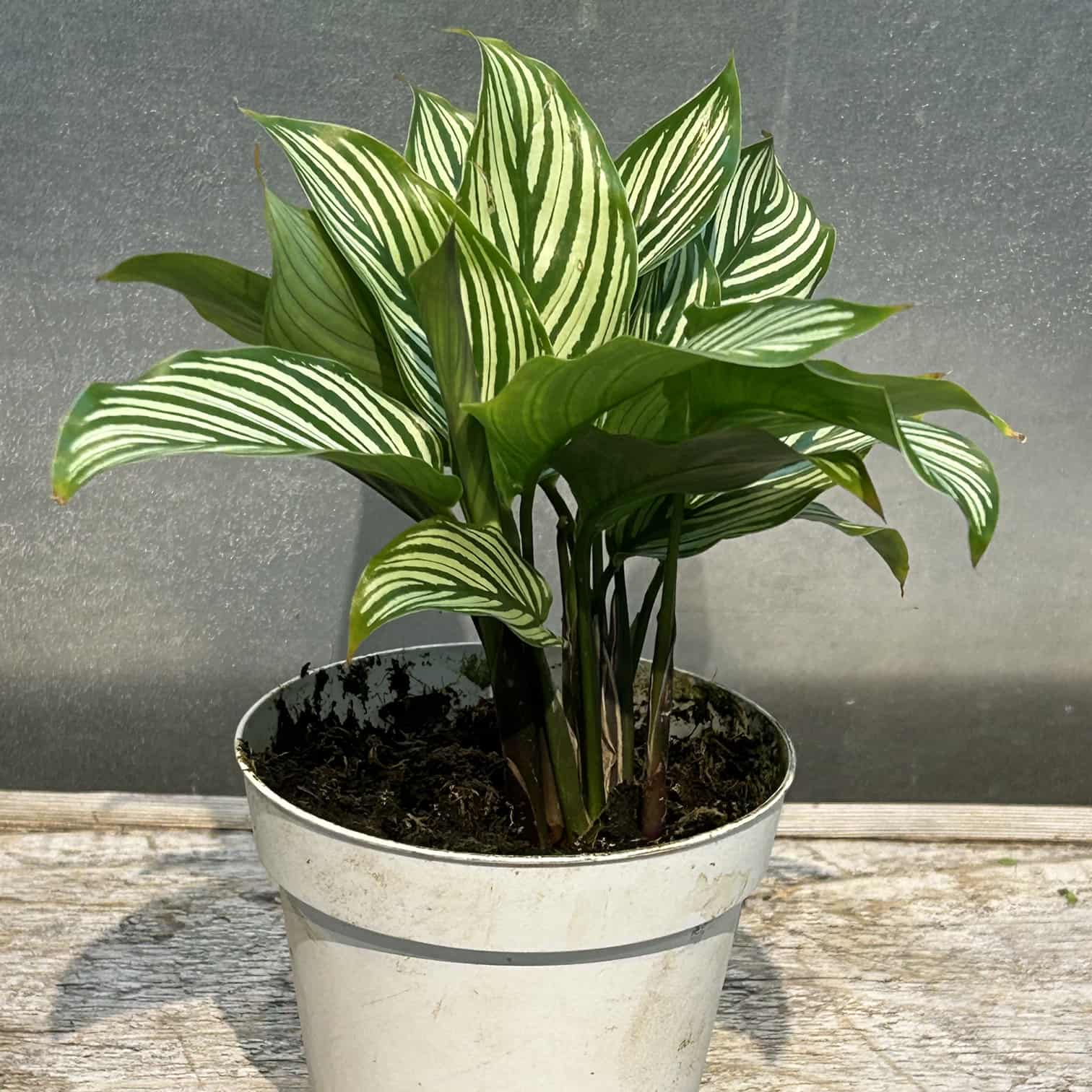 4 Calathea Vittata #1120136