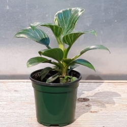 4” Philodendron Birkin 