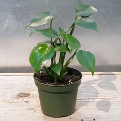 4” Philodendron Monstera 