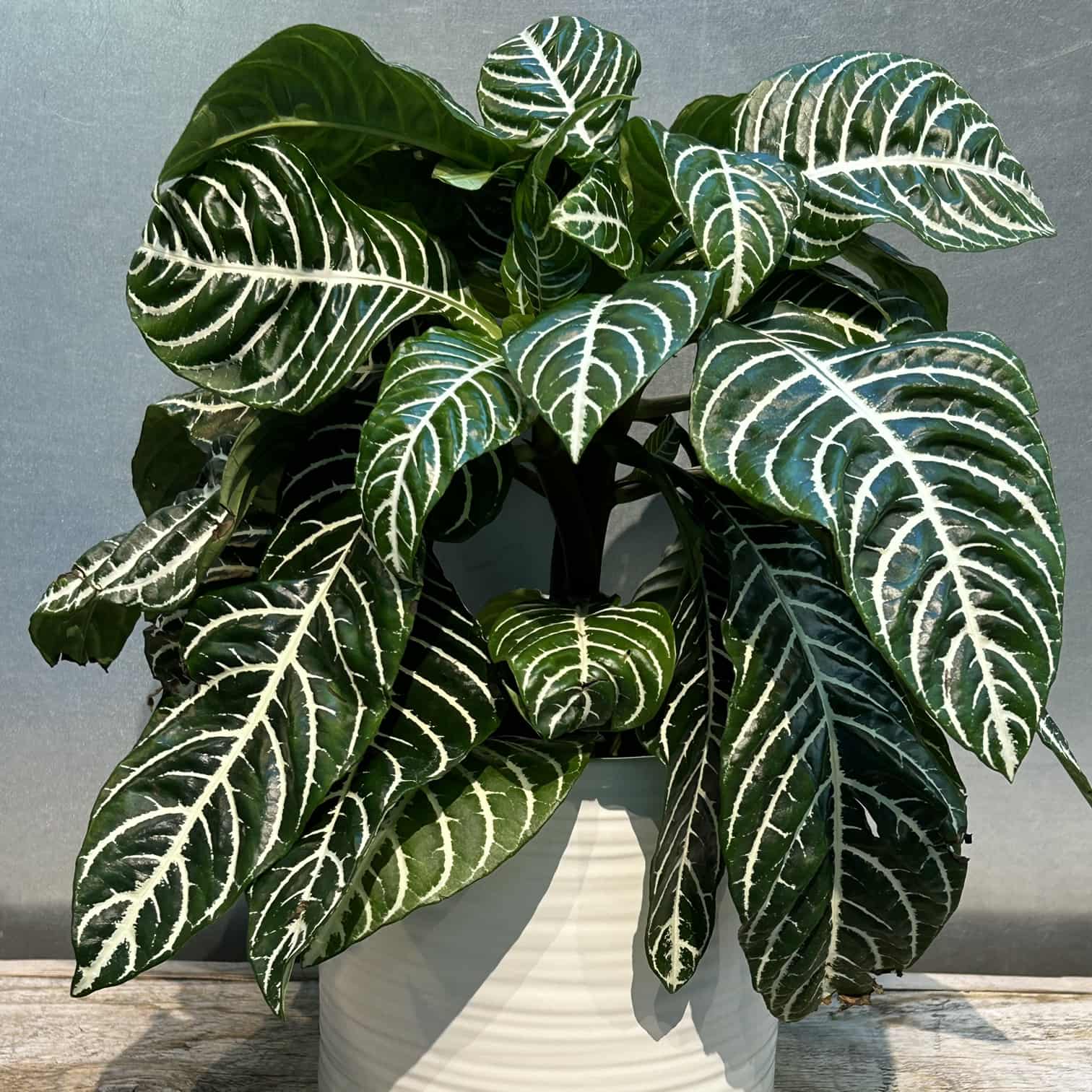 java fern plant Java Fern Microsorum Size: 3 Pots