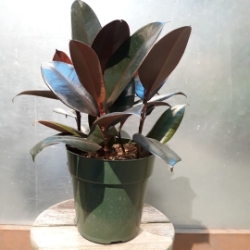6” Ficus decora - Burgundy 