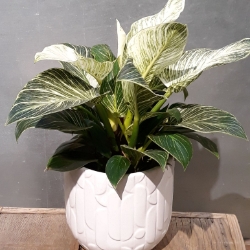 6” Philodendron Birkin  