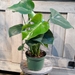 6” Philodendron - Monstera - 112775