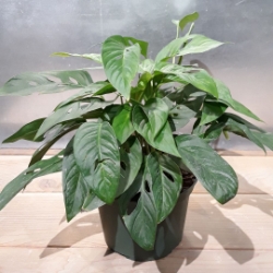 6” Philodendron adansonii 