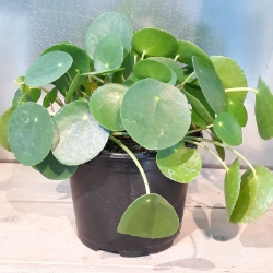 6” Pilea peperomioides  