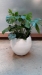 8” Philodendron - Monstera - 112776
