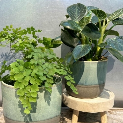 Caribe Pot 