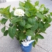 Hydrangea 'Blushing Bride' - 1 gal   - 3432