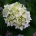 Hydrangea 'Blushing Bride' - 1 gal   - 3432
