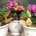 Indoor Planted Gift Pot - 883081