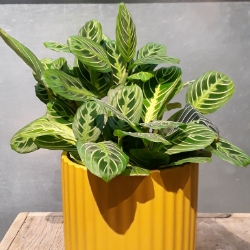 6" Lemon Lime Maranta 