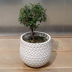 Myrtle Topiary 