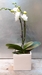 4" Phalaenopsis Orchid - White - 842487,112274