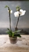 6" Phalaenopsis Orchid - White - 842487,112274