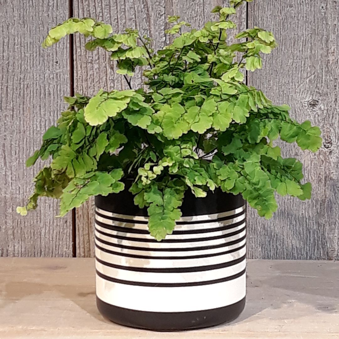 Sinclair Pot Topper - Sinclair Pot #2330026