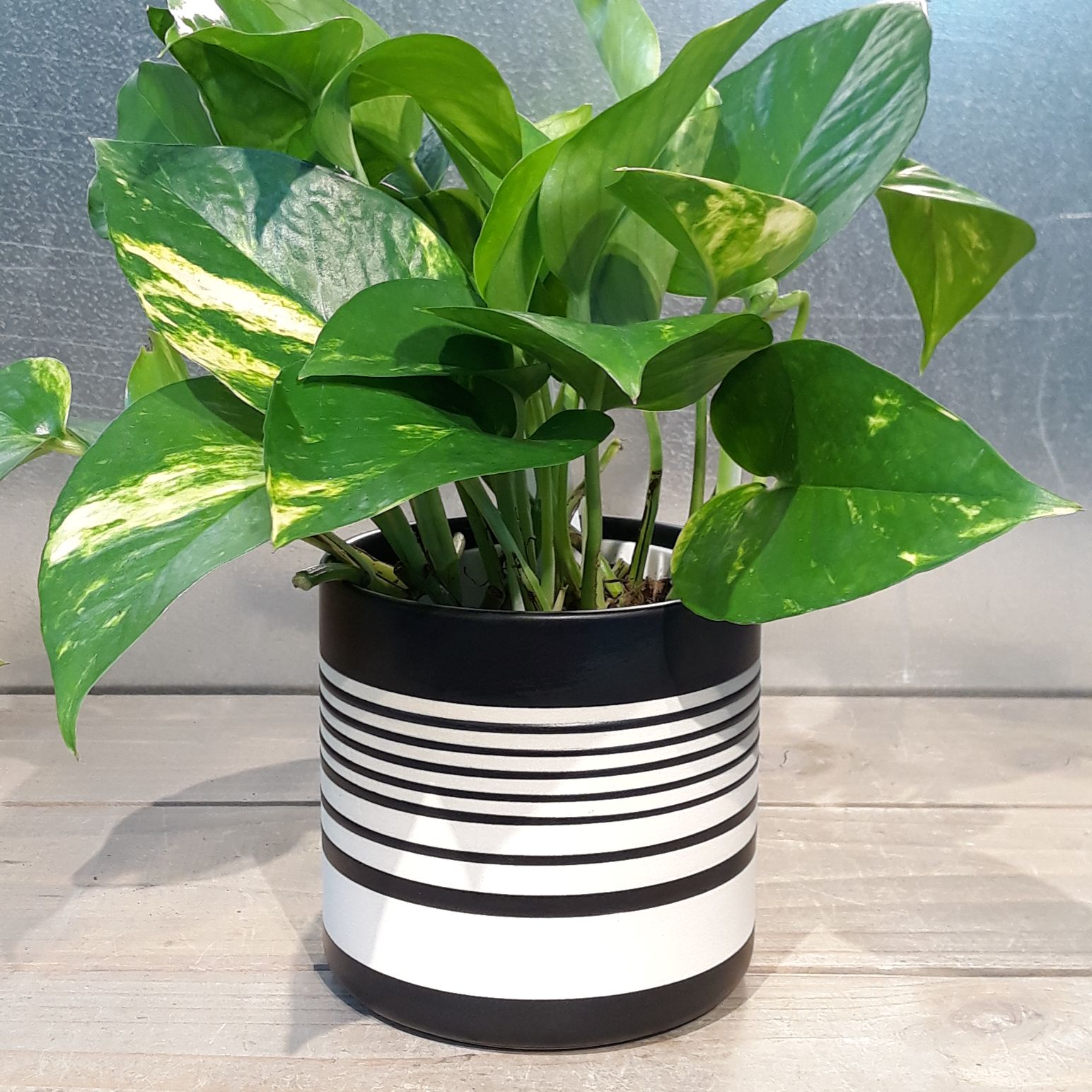 Sinclair Pot Topper - Sinclair Pot #2330026