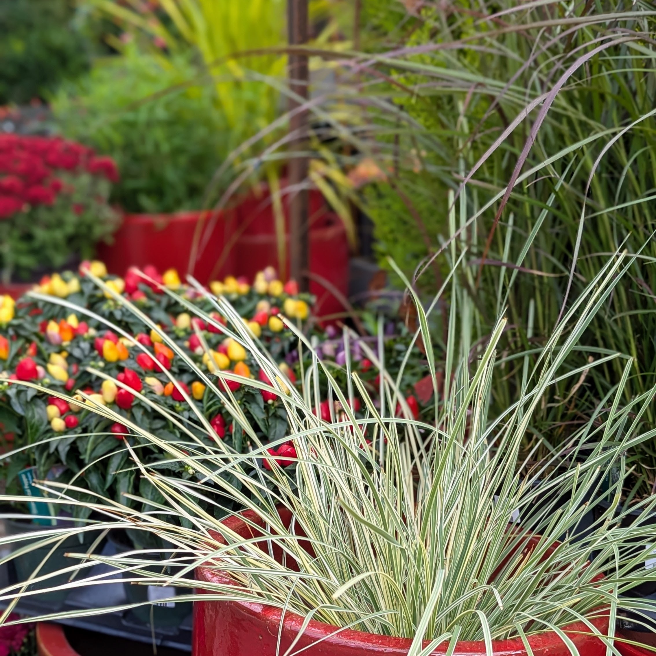 Some Decorative grass with some ornamental peppers behind them