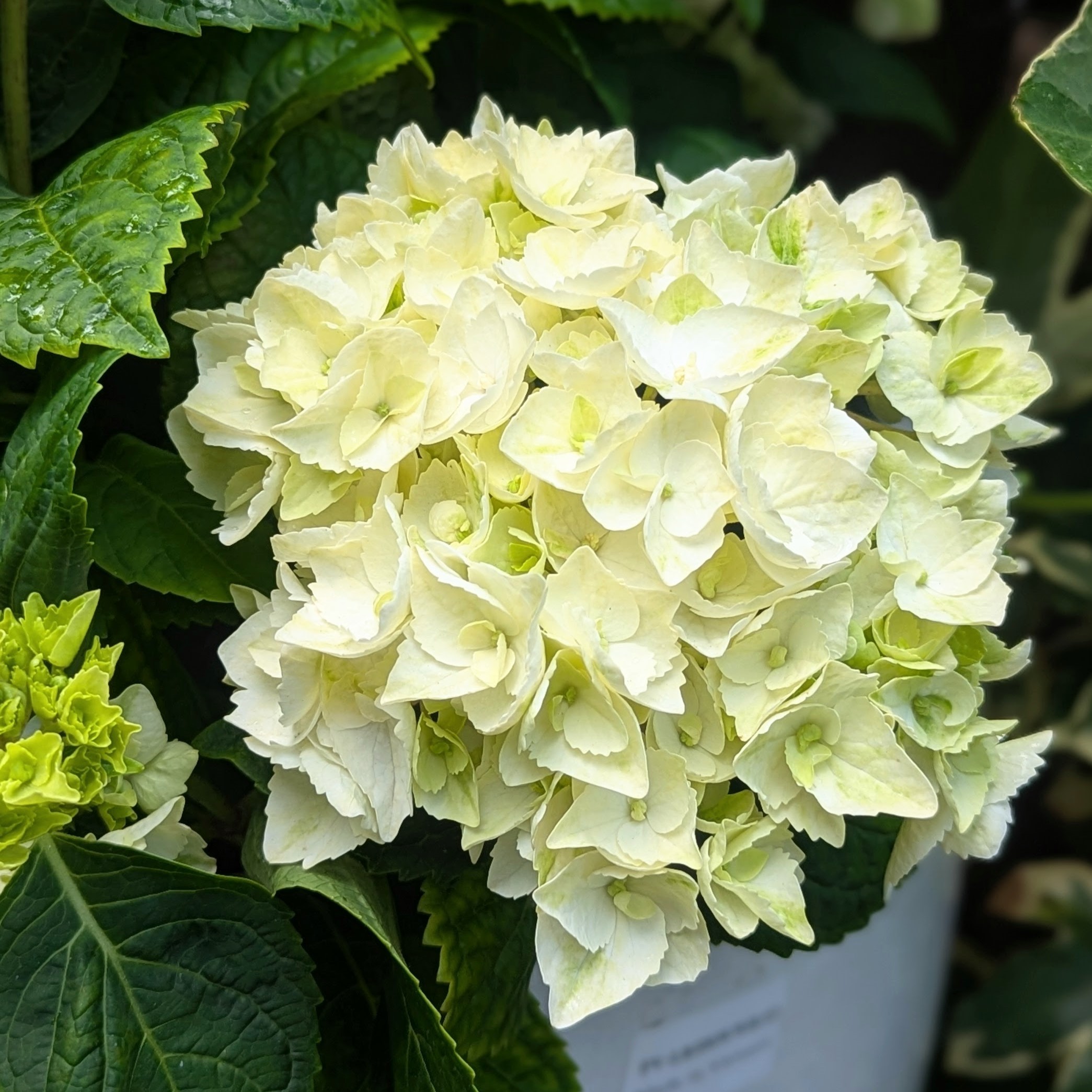 A Close up image of a White/Yellow Hydrangea