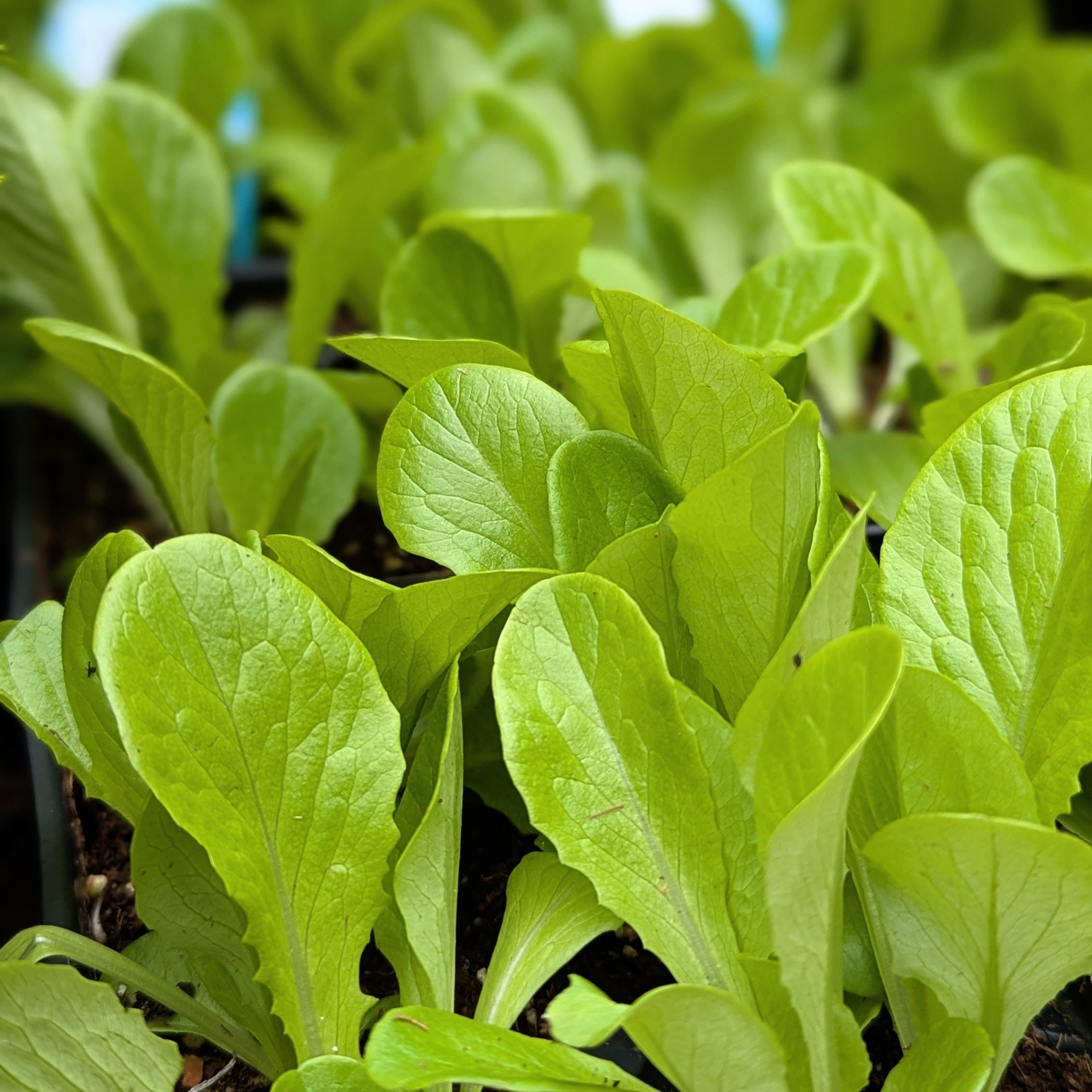 A Close up image of lettuce