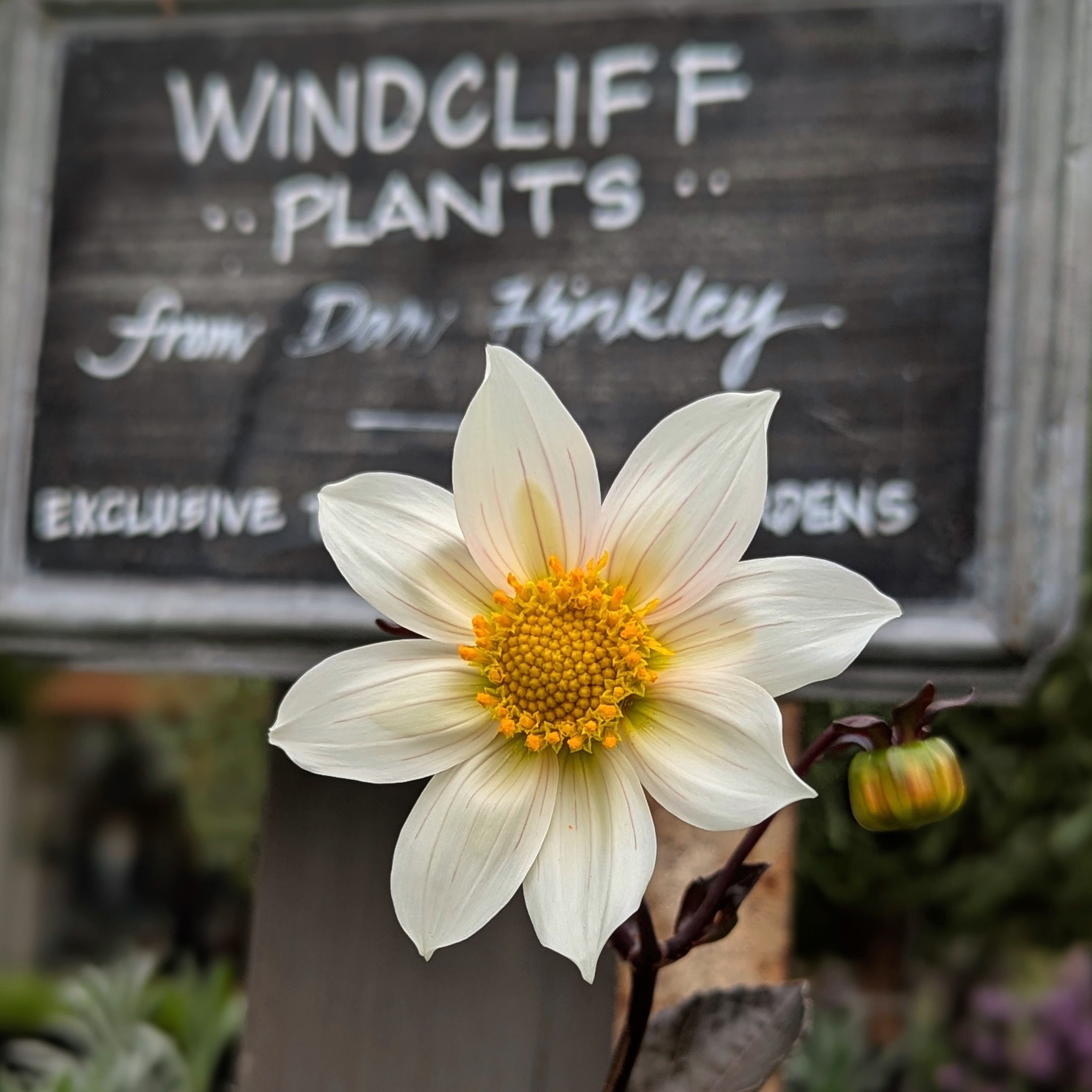 A close up of a white Dahlia with a yellow center with a Windcliff plants sign behind it