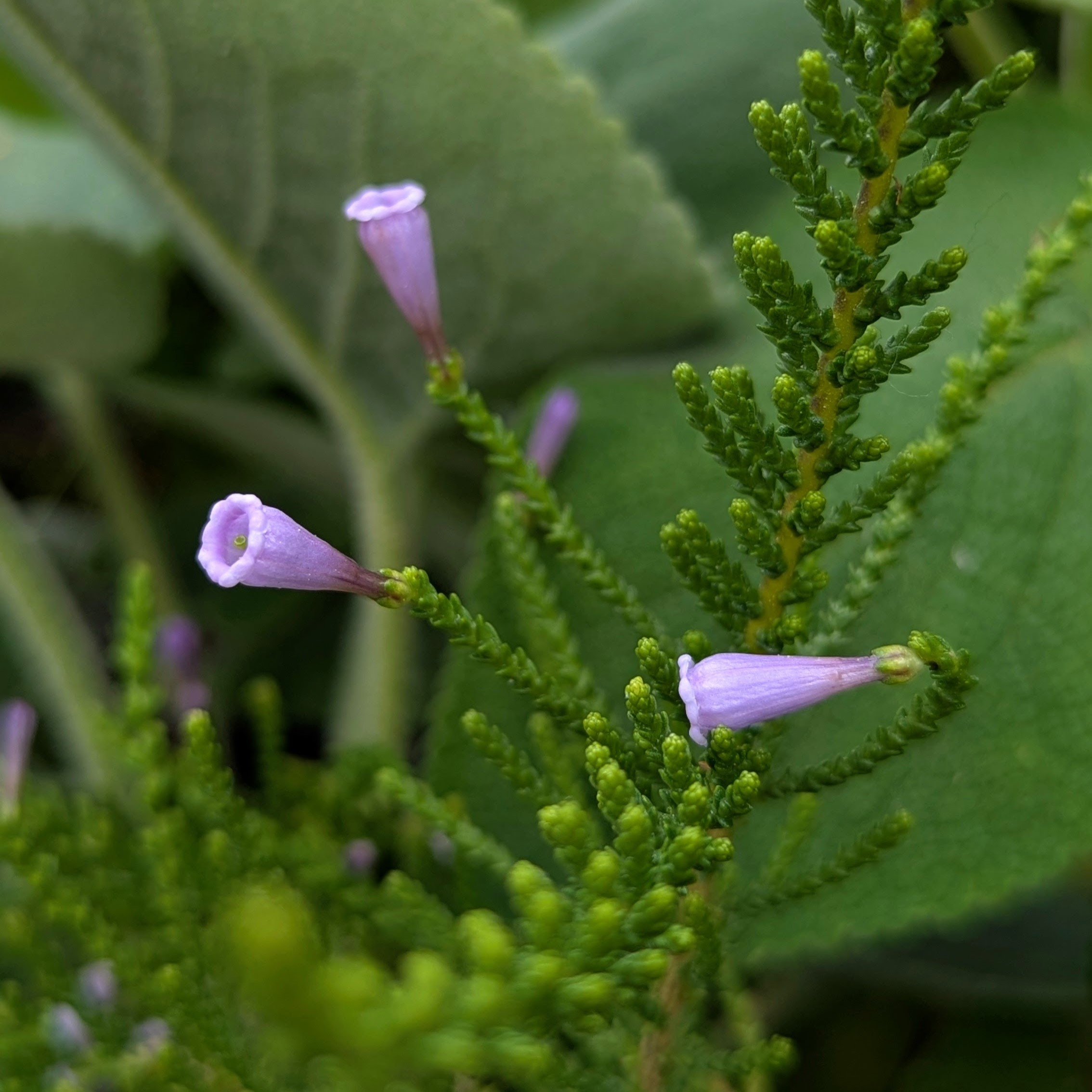 A close up of small purple flowers available from Windcliff Plants