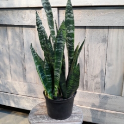 6” Sanseveria zeylonica  