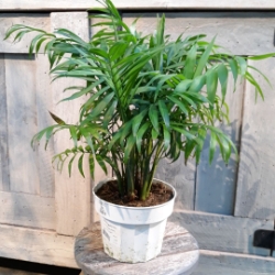 6” Neanthabella Palm 