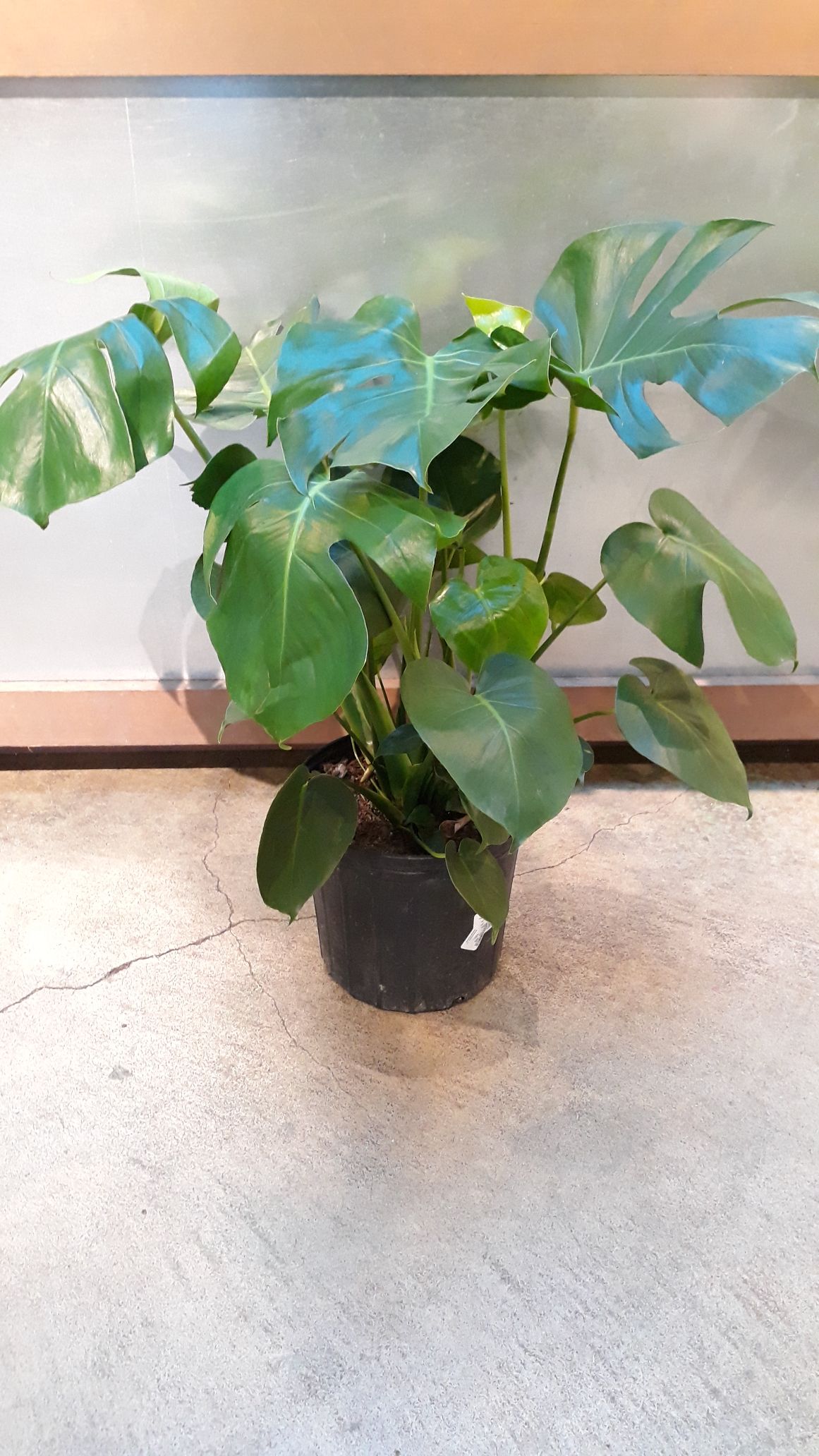 8 Philodendron - Monstera #112776
