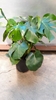 10” Philodendron- Monstera 