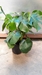 10” Philodendron- Monstera - 1120012