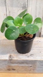 4” Pilea peperomioides 