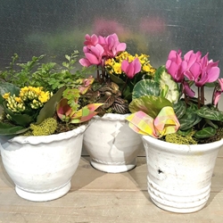 Indoor Planted Gift Pot 