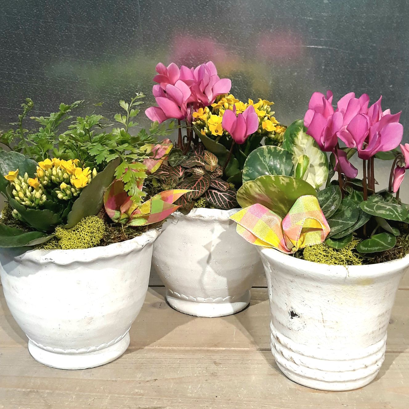 Indoor Planted Gift Pot 